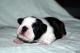Boston Terrier Puppies for sale in Cortland, NY 13045, USA. price: NA