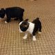 Boston Terrier Puppies for sale in Elgin, TX 78621, USA. price: NA