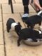 Boston Terrier Puppies for sale in Lakeside Marblehead, OH 43440, USA. price: NA