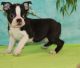 Boston Terrier Puppies for sale in Barrytown, NY 12507, USA. price: NA
