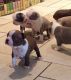 Boston Terrier Puppies for sale in Indianapolis, IN, USA. price: $500