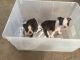Boston Terrier Puppies for sale in Miami, FL, USA. price: NA
