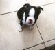 Boston Terrier Puppies for sale in Rochester, NY, USA. price: NA