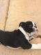 Boston Terrier Puppies for sale in Mt Pleasant, SC 29466, USA. price: NA