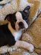 Boston Terrier Puppies for sale in Nacogdoches, TX 75965, USA. price: NA