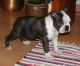 Boston Terrier Puppies for sale in NC-150, Winston-Salem, NC, USA. price: NA
