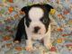 Boston Terrier Puppies for sale in Colfax, IL 61728, USA. price: NA