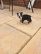 Boston Terrier Puppies for sale in Anderson, IN 46016, USA. price: NA