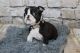 Boston Terrier Puppies for sale in Anderson, IN 46016, USA. price: NA