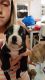 Boston Terrier Puppies for sale in Roper, NC 27970, USA. price: $800