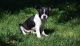 Boston Terrier Puppies for sale in Lewiston, ME, USA. price: NA