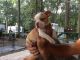 Boston Terrier Puppies for sale in Forsyth, Monticello, GA 31064, USA. price: $700