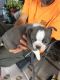 Boston Terrier Puppies for sale in Forsyth, Monticello, GA 31064, USA. price: NA