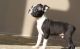 Boston Terrier Puppies for sale in Auburn, IN 46706, USA. price: NA