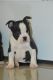 Boston Terrier Puppies for sale in Colorado Ave, Santa Monica, CA, USA. price: NA