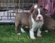 Boston Terrier Puppies for sale in Nanjemoy, MD 20662, USA. price: NA