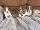 Boston Terrier Puppies for sale in Nanjemoy, MD 20662, USA. price: NA