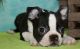 Boston Terrier Puppies for sale in Independence, MO, USA. price: NA