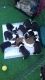 Boston Terrier Puppies for sale in Washington Rd, Valrico, FL 33594, USA. price: NA