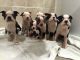 Boston Terrier Puppies for sale in Austin, TX, USA. price: NA