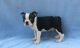 Boston Terrier Puppies for sale in Batavia, OH 45103, USA. price: NA