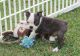 Boston Terrier Puppies for sale in Hebron, ND 58638, USA. price: $600