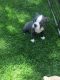 Boston Terrier Puppies for sale in Newport, RI, USA. price: $900
