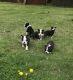 Boston Terrier Puppies for sale in 786 Myrtle Ave, Brooklyn, NY 11206, USA. price: NA