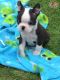 Boston Terrier Puppies for sale in 773 Bedford Ave, Brooklyn, NY 11205, USA. price: NA
