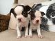 Boston Terrier Puppies for sale in Salt Lake City, UT, USA. price: $600