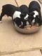 Boston Terrier Puppies for sale in Strasburg, PA 17579, USA. price: NA