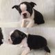 Boston Terrier Puppies for sale in Marianna, PA 15345, USA. price: NA