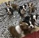 Boston Terrier Puppies for sale in New York Ave NW, Washington, DC, USA. price: $450