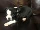 Boston Terrier Puppies for sale in Pink Hill, NC 28572, USA. price: NA
