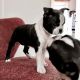 Boston Terrier Puppies for sale in Pennsylvania Ave, Santa Monica, CA 90404, USA. price: NA