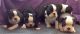 Boston Terrier Puppies for sale in Pennsylvania Ave, Santa Monica, CA 90404, USA. price: NA