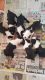 Boston Terrier Puppies for sale in Cumberland St, Lebanon, PA, USA. price: NA