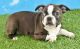 Boston Terrier Puppies for sale in Canton, OH, USA. price: $1,200