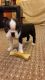 Boston Terrier Puppies for sale in Memphis, TN 37501, USA. price: $300