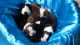 Boston Terrier Puppies for sale in Charlotte, NC, USA. price: $1,000