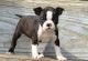 Boston Terrier Puppies for sale in Torrance, CA, USA. price: NA