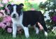 Boston Terrier Puppies for sale in Petersburg, KY 41080, USA. price: NA