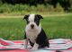 Boston Terrier Puppies for sale in Petersburg, KY 41080, USA. price: NA