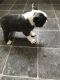 Boston Terrier Puppies for sale in Egg Harbor Township, NJ 08234, USA. price: NA