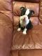 Boston Terrier Puppies for sale in Egg Harbor Township, NJ 08234, USA. price: NA