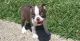 Boston Terrier Puppies for sale in Asheville, NC, USA. price: NA
