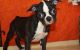 Boston Terrier Puppies for sale in Bangor, PA 18013, USA. price: NA