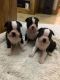 Boston Terrier Puppies for sale in NJ-38, Cherry Hill, NJ 08002, USA. price: NA