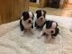 Boston Terrier Puppies for sale in San Jose, Costa Mesa, CA 92626, USA. price: NA