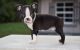 Boston Terrier Puppies for sale in Manassas, VA, USA. price: NA